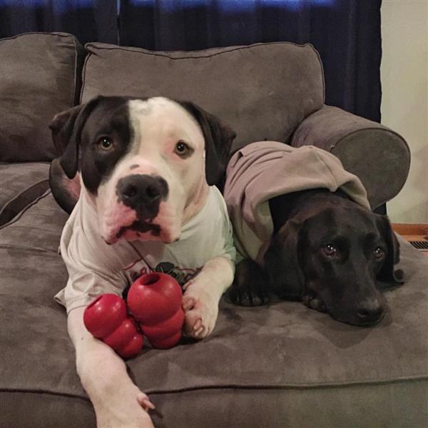 My Dogs: Zoe and Sanka My Dogs: Zoe and Sanka