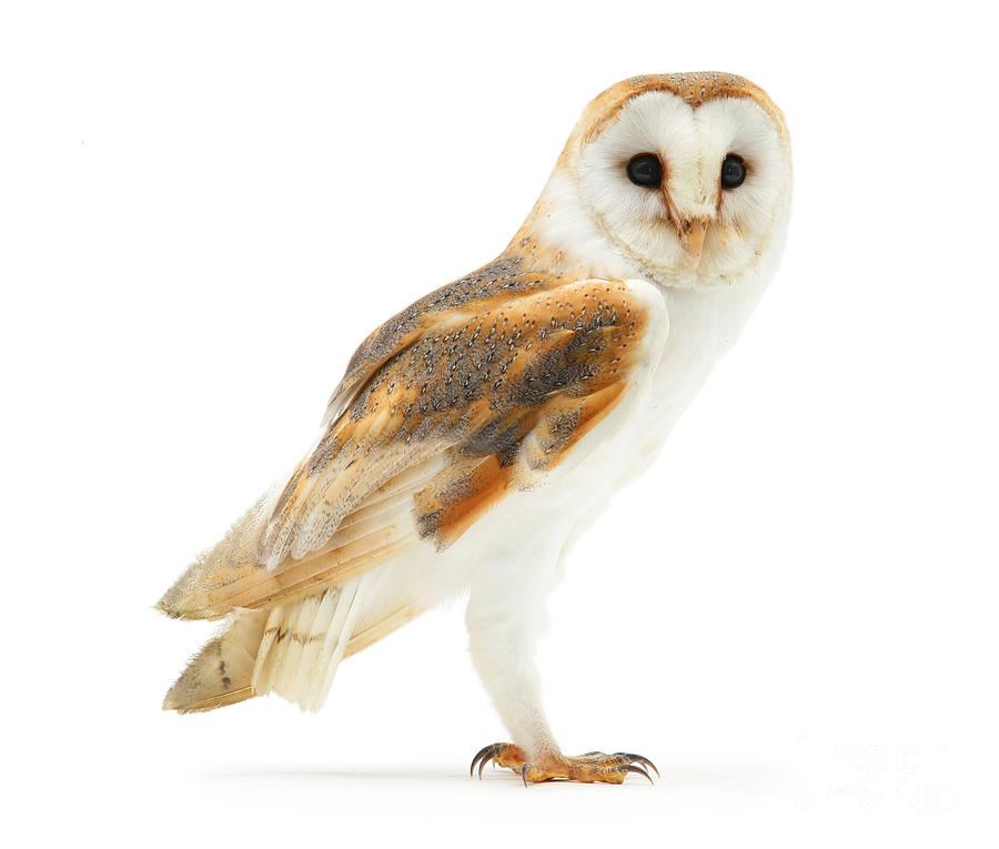 Barn Owl Barn Owl