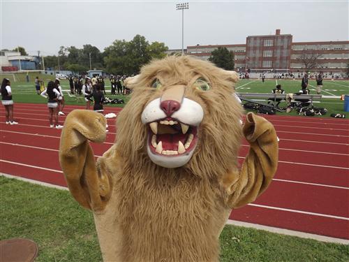 Cougars Cougars