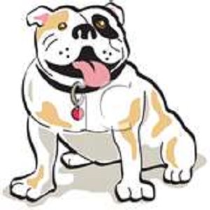 bulldog
