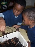 worms
