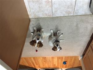 puppies 