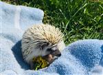 spike 